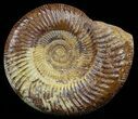 Large, Perisphinctes Ammonite - Jurassic #51348-1